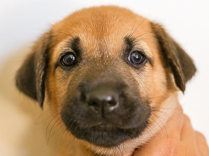 chinook puppy